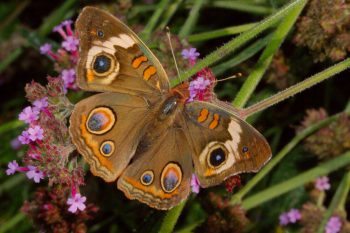 Junonia coenia (Common Buckeye)