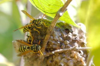 Polistes dominula (European Paper Wasp)