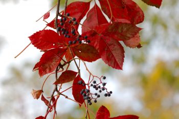 Parthenocissus quinquefolia (Virginia creeper)