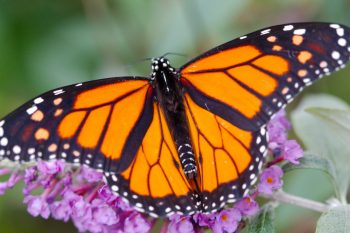 Danaus plexippus (Monarch)