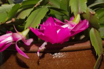 Schlumbergera truncata (Thanksgiving cactus)