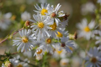 Symphyotrichum racemosum (Smooth White Oldfield Aster) 