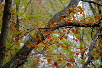 Fall Colors, Maple Edition