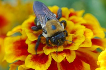 Carpenter Bee on Marigold