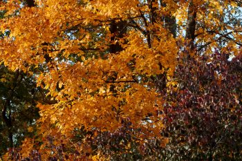 Hickory Color
