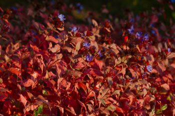 Plumbago (Ceratostigma plumbaginoides)