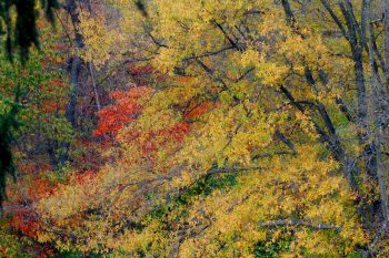 Fall Color, From My Office Window