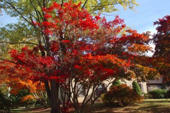 Japanese Maple