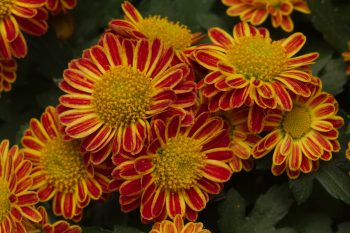 Fleurette Mums