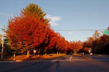 Zelkova Lane