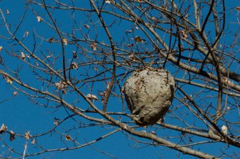 Paper Wasp Nest