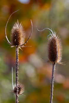 Dipsacus (Teasel)