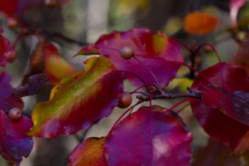 Bradford Pear