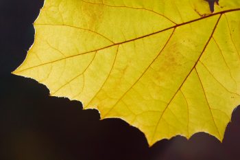 Sycamore Leaf