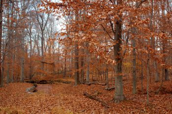 Beech Forest