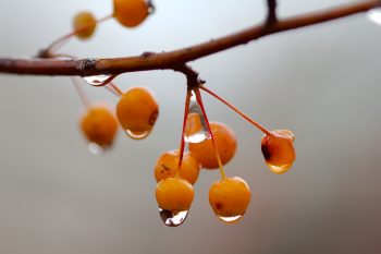 Yellow Crab Apples