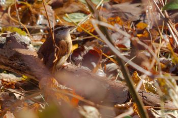 Carolina Wren (Thryothorus ludovicianus)