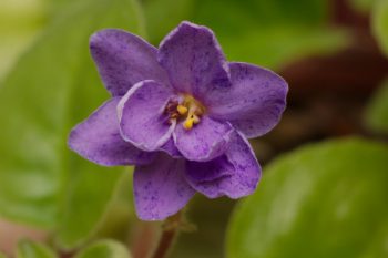 African Violet (<em>Saintpaulia ionantha</em>)