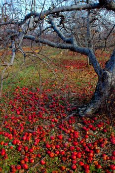 Apple Orchard