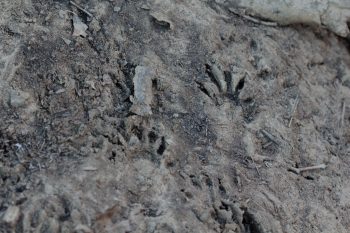 Raccoon Footprints