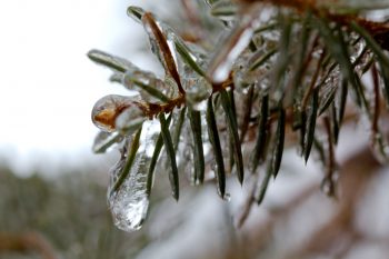 Ice on Colorado Spruce