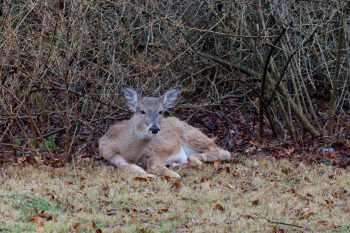 White-tailed Deer (Odocoileus virginianus)