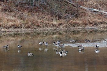 Geese on Lake Frank