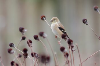 American Goldfinch (Spinus tristis)