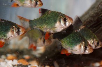 Green Tiger Barb (Puntius tetrazona)