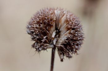 Monarda didyma (Scarlet Beebalm)