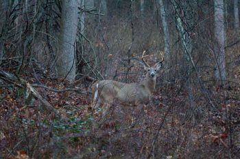 White-tailed Deer Buck (Odocoileus virginianus)