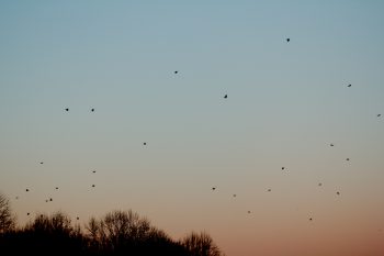 Coming Home to Roost