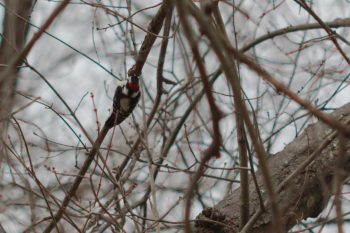 Hairy Woodpecker (Picoides villosus)