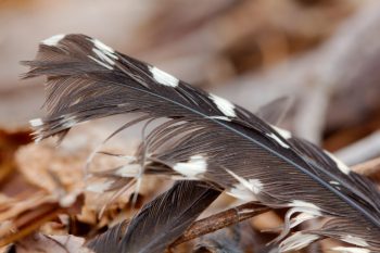 Woodpecker Feather?