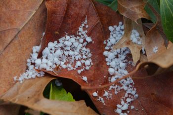 A Fairly Light Snowfall