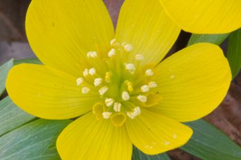 Eranthis hyemalis (Winter Aconite)