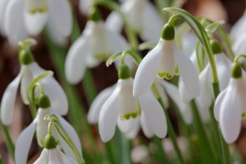 Galanthus nivalis (Snow Drops)