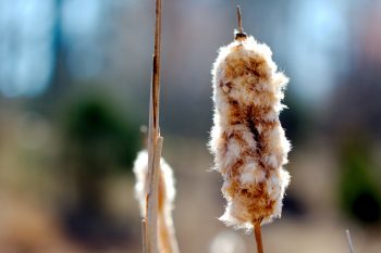 Cattails (Typha latifolia)