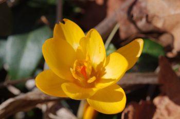 Yellow Crocus