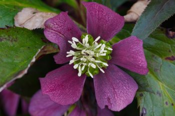 Lenten Rose (Helleborus orientalis)