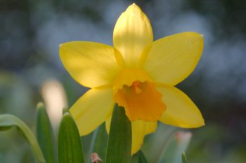 Daffodil 'Tete-A-Tete'