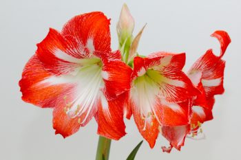 Amaryllis