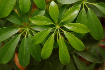 Schefflera arboricola (Umbrella Plant)
