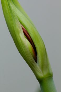 Amaryllis Bud