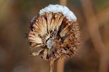 Snow on Monarda