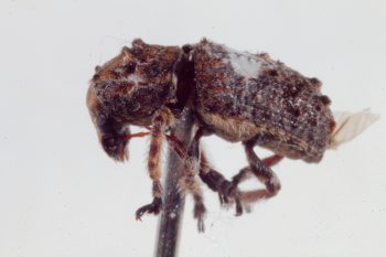 Toxonotus cornutus (a Fungus Weevil, Family Anthribidae)