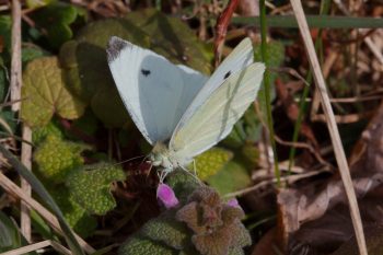 Pieris rapae (Cabbage White)