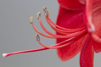 Another Amaryllis