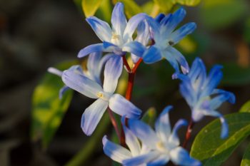 Chionodoxa forbesii