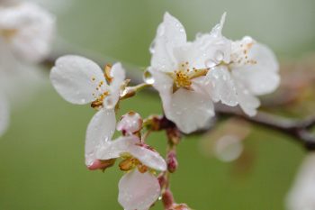 Cherry Blossoms